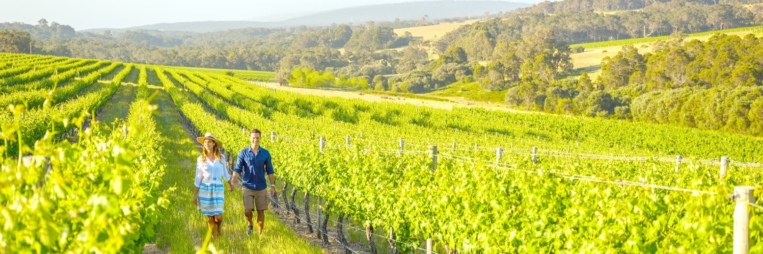 A man and a women holding hands walking through a vineyard